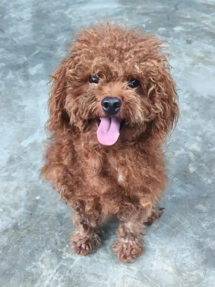Dijual Poodle Asli