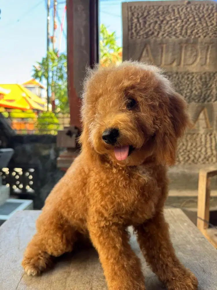 Dijual murah Red Toy Poodle Stambum