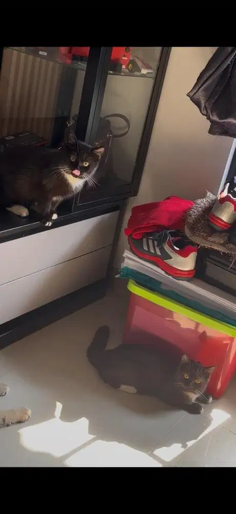 Kucing BSH Jantan