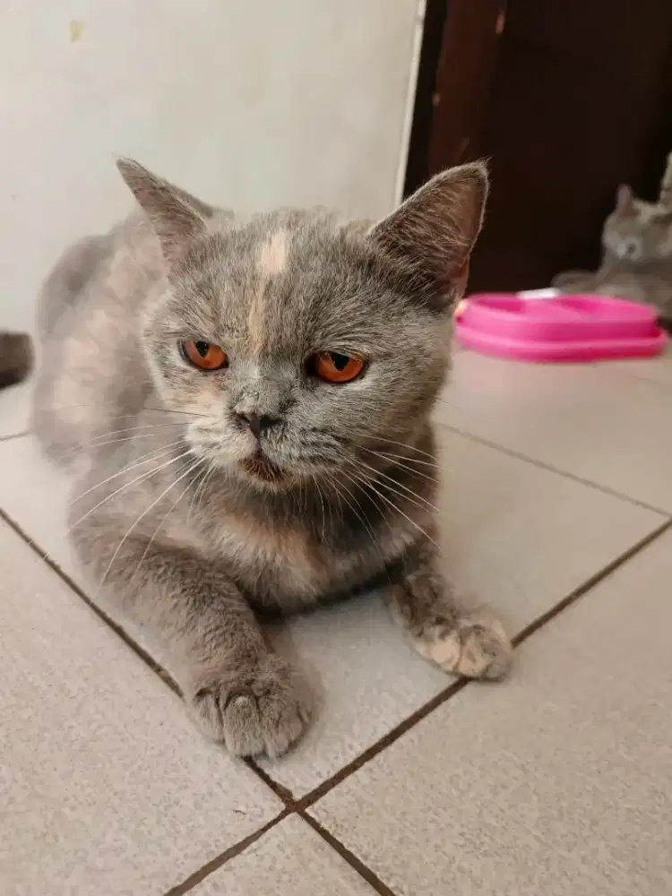 BSH British Short Hair Blue Tortie Betina Pure