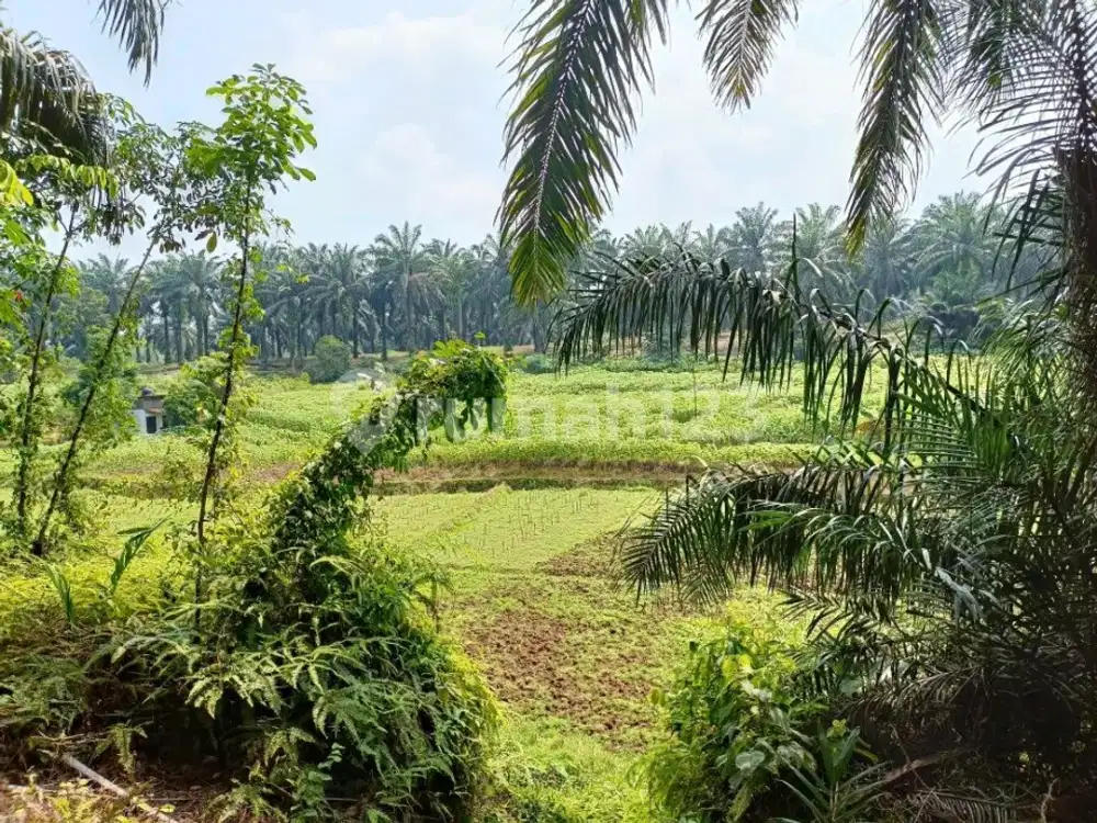 Tanah Perkebunan Di Parung Bogor