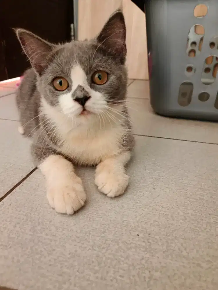 Persian Bicolour Shorthaird Jantan Murmer