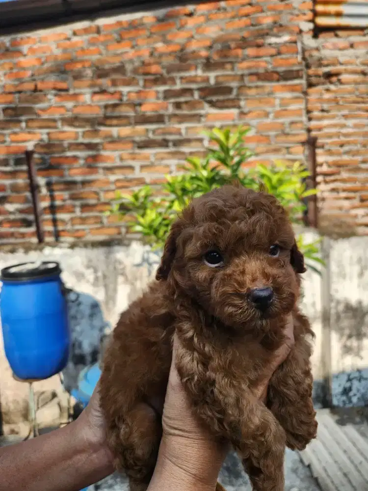 Pure red poodle 1,5 bulan jantan betina