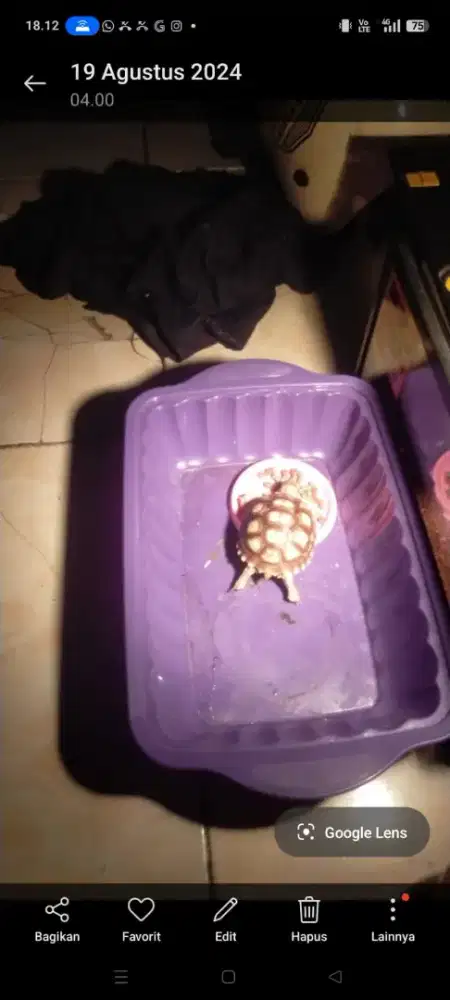 Kura kura sulcata