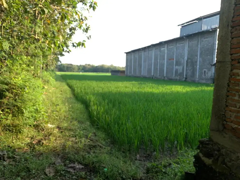 Sawah Lelang Murah Depan Jalan Besar di Sumberlawang Sragen