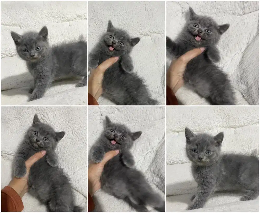 BSH BLUE jantan