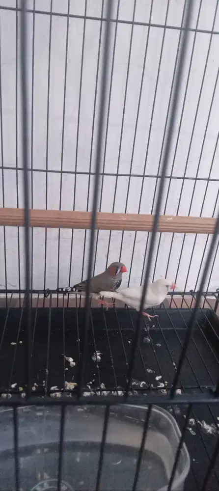 Sepasang zebra finch