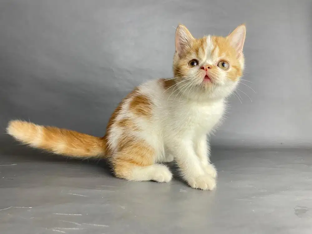 Kitten Persia Betina Short Hair