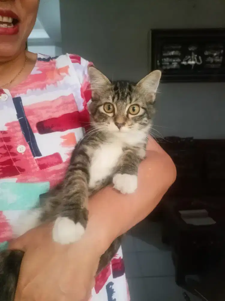 Kucing mix persia anggora