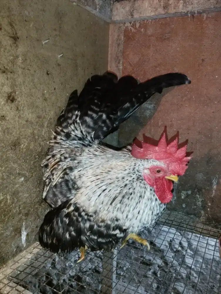 Ayam kate indukan