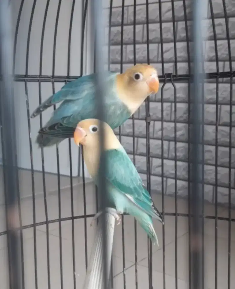 Lovebird Biola Parblue Balibu
