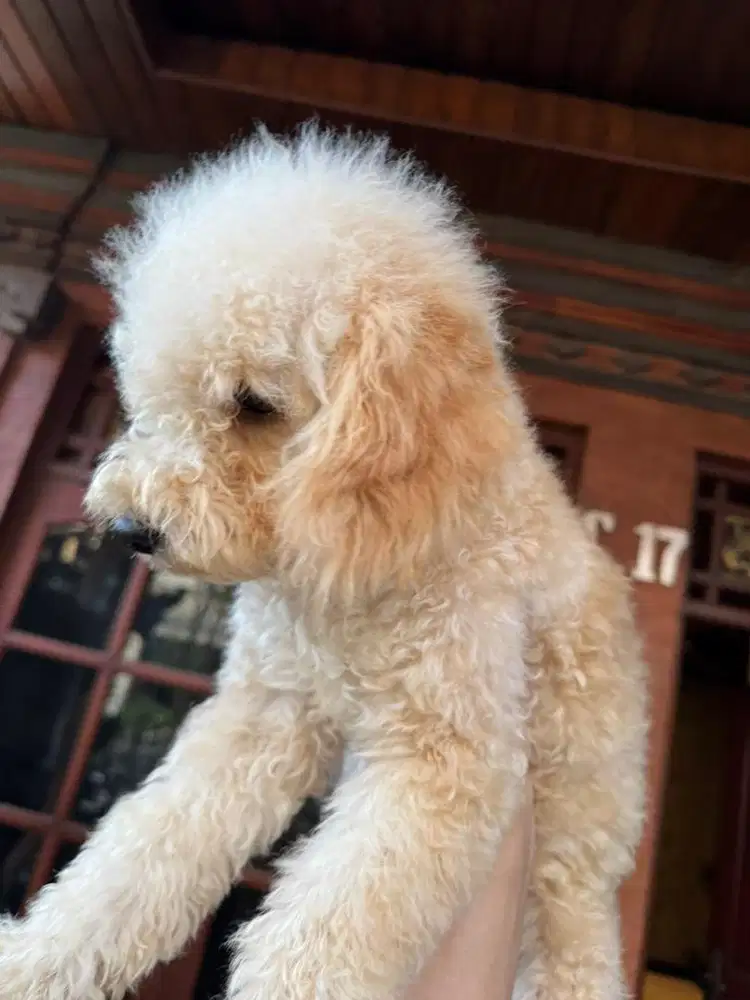 Dijual toy poodle apricot betina stambum