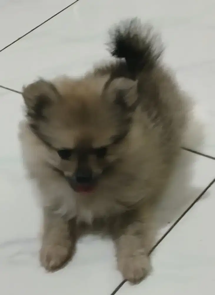 Minipom super puppy.