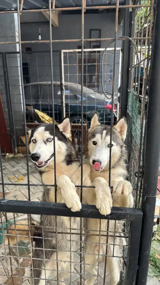 Anjing Husky jantan blue eyes