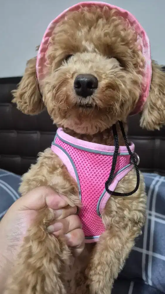 Dijual poodle betina full vaksin sudah toilet training
