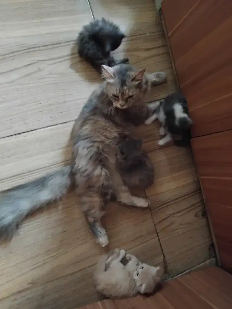Lepas adopt 4 kitten persia dengan induknya