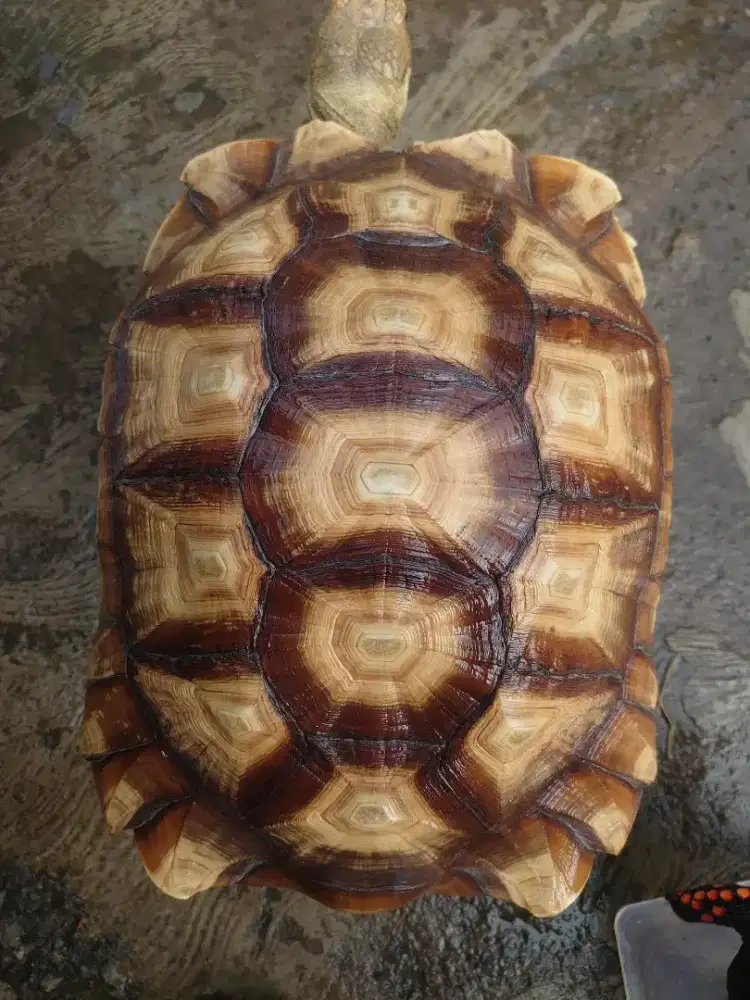 Kura darat sulcata