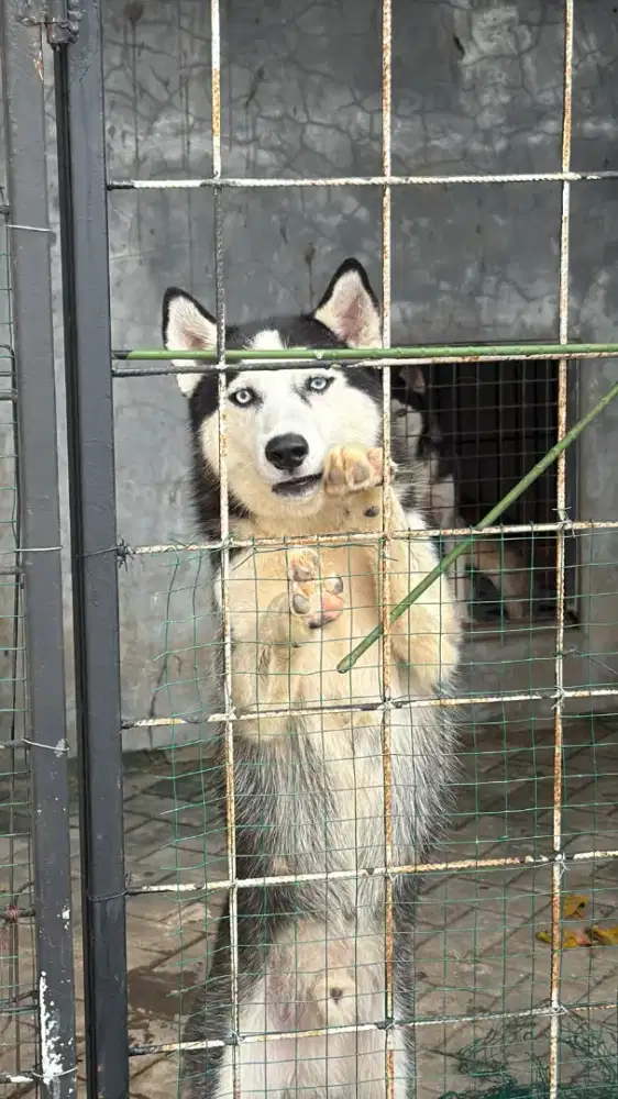 Anjing Husky keren & gagah