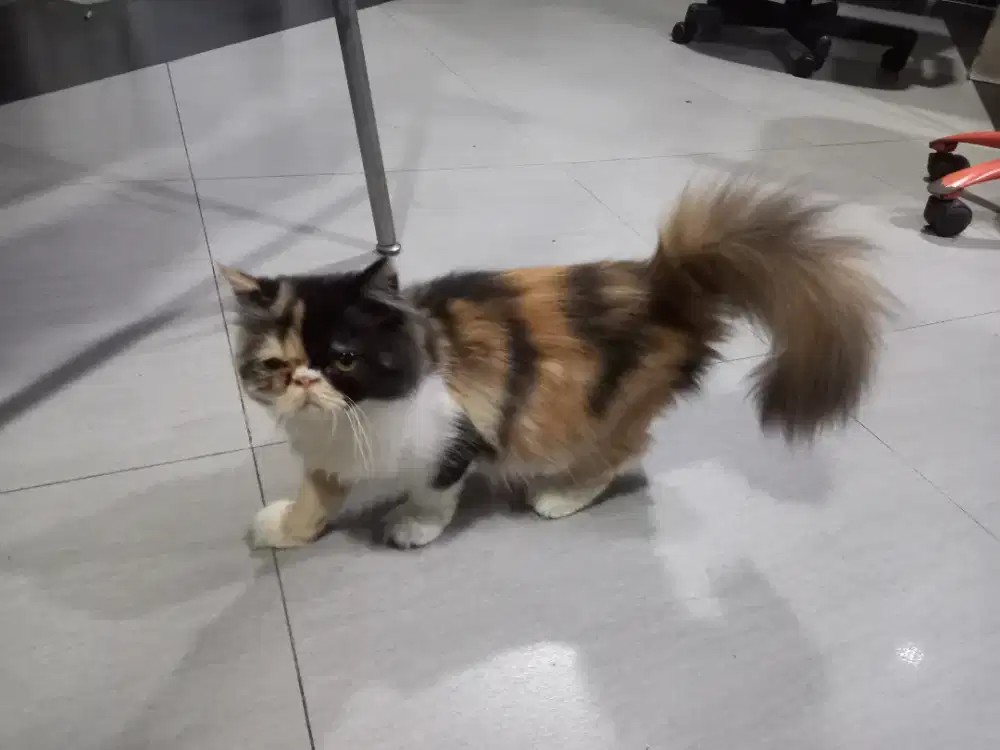 Peaknose calico long hair,kaki pendek umur 5bulanan