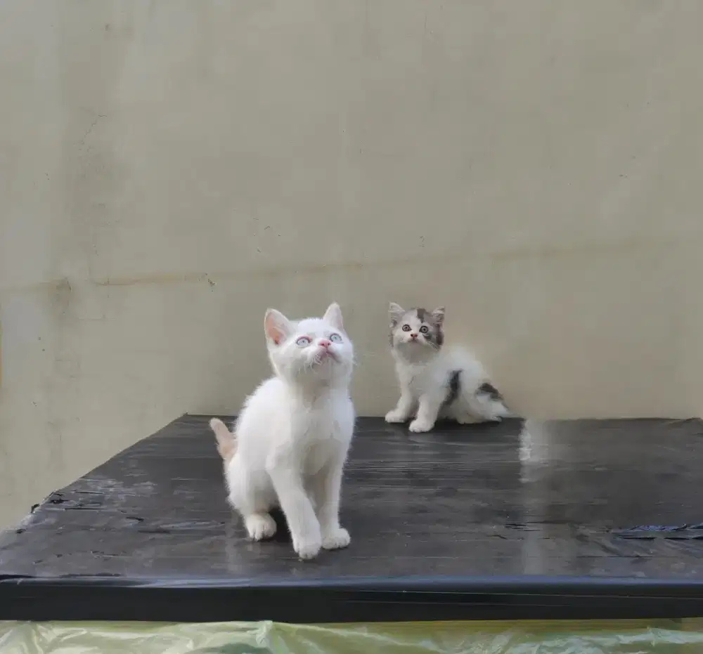 Kucing kitten persia dan exotic short / anggora / himalaya / ragdoll