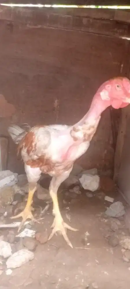 Ayam bangkok saigon muda