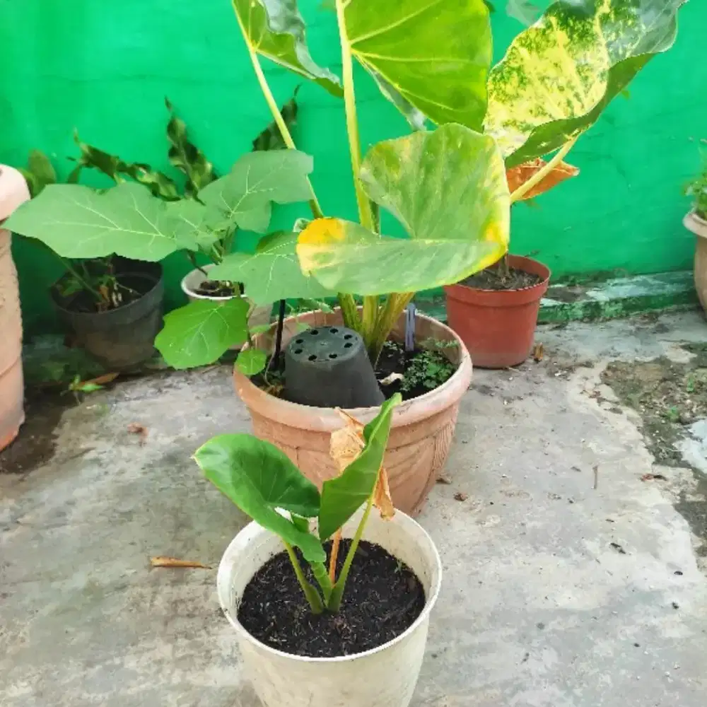 TANAMAN ALOCASIA NEW GUINEA GOLD BACA DESKRIPSI KETERANGAN