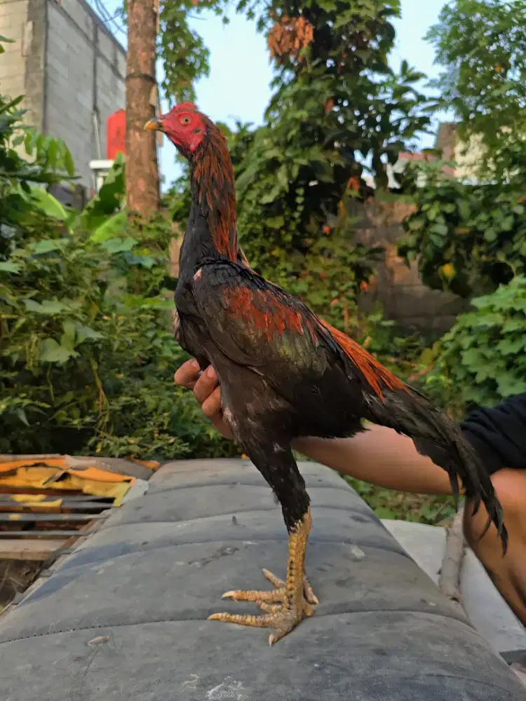 Ayam Bangkok x Mangon