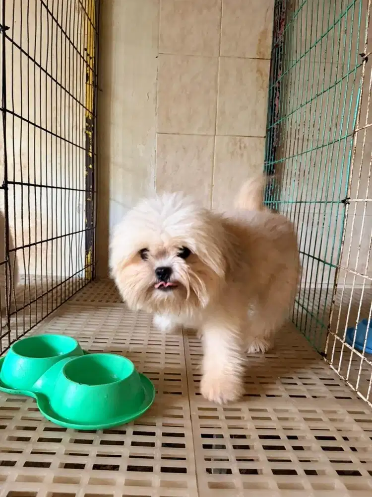 Semi adopt shitzu usia 3thn