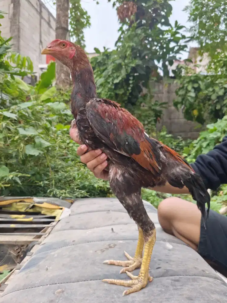 Ayam Bangkok x Mangon