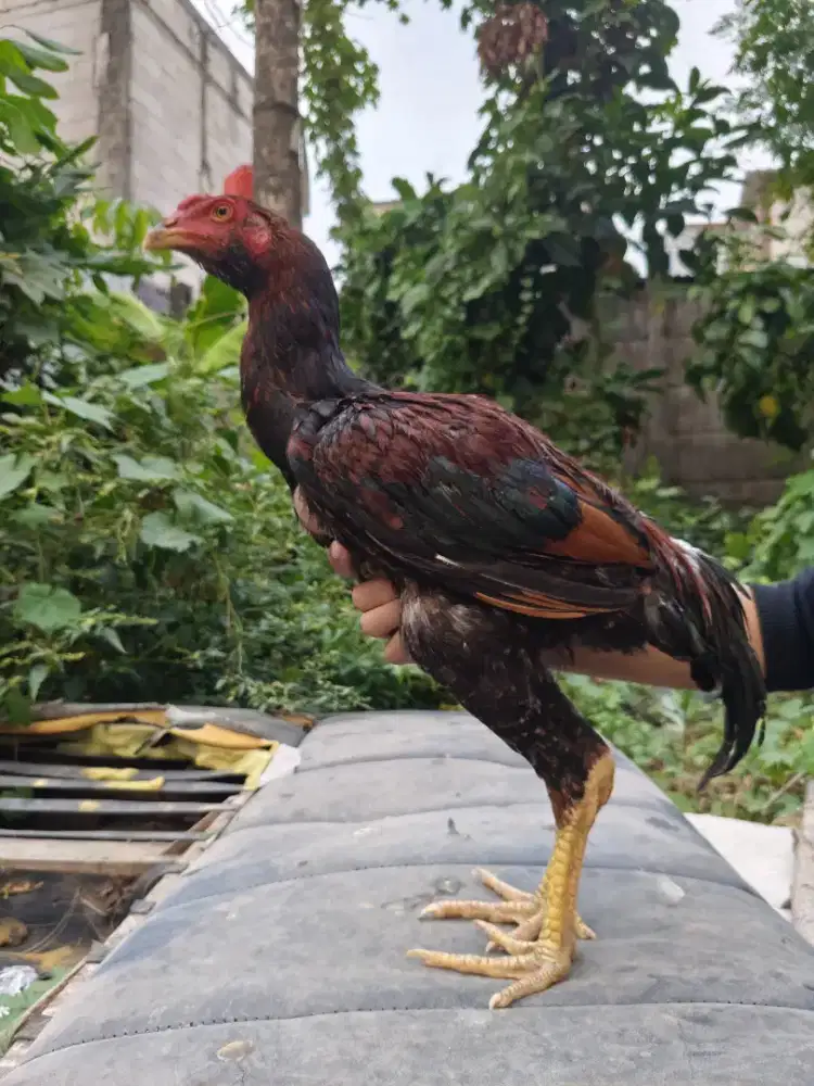 Ayam Bangkok x Mangon