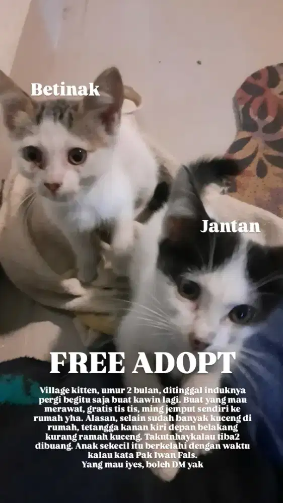 Kitten 2,5 bulan