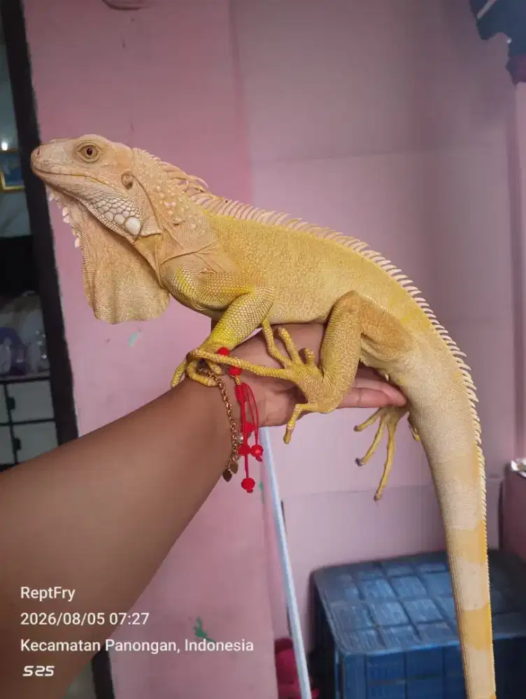Gren albino jantan size 110cm-+ minus tipis saja