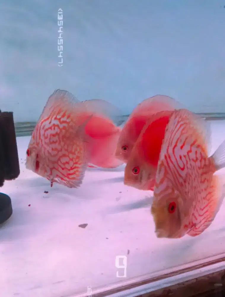 Ikan discus murah