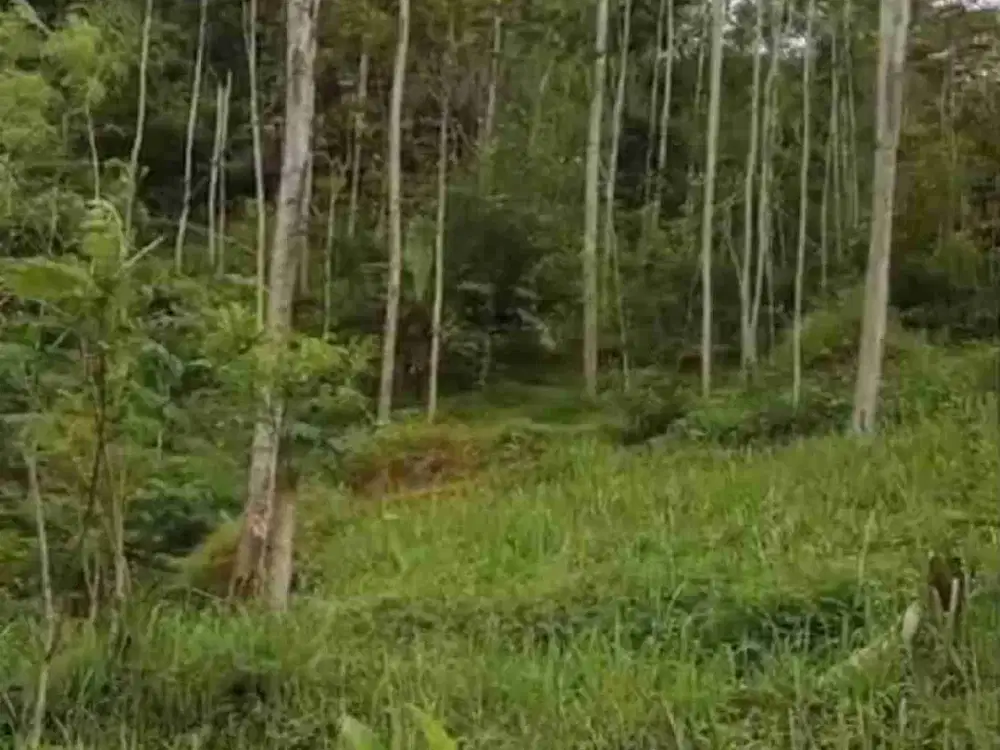 Tanah Super Murah di Samigaluh Kulon Progo