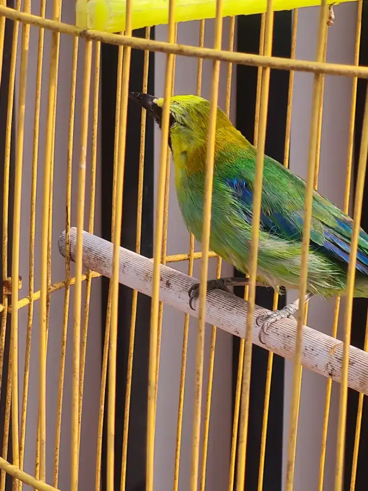 Burung Kicau Warna Warni, Kandang Kuning