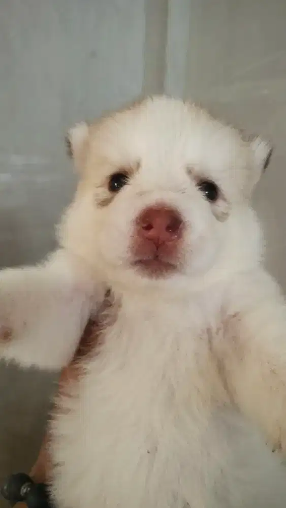 Jual Husky mulai bay 1bln sampai yg 7bln