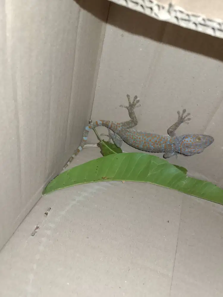 tokek rumah 50.000
