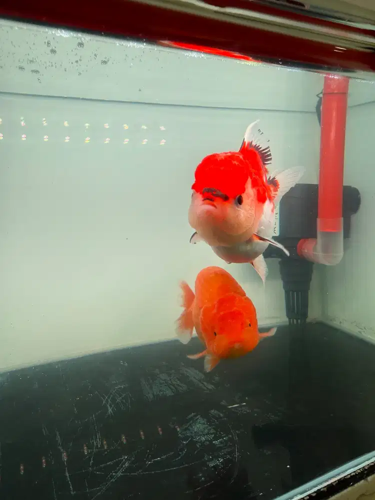 Jual ikan koki goldfish
