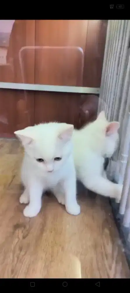 Ms Munchkin tinggal 2 ekor j&b