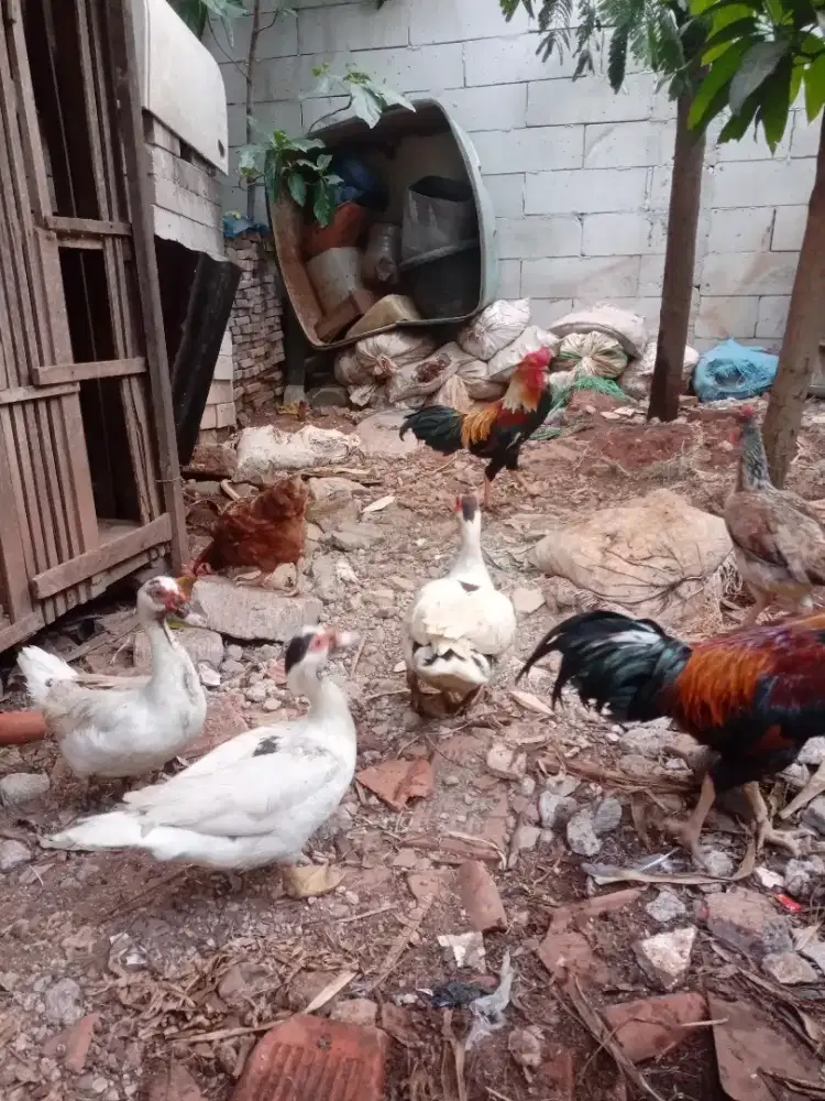 dijual ayam kampung dan entok