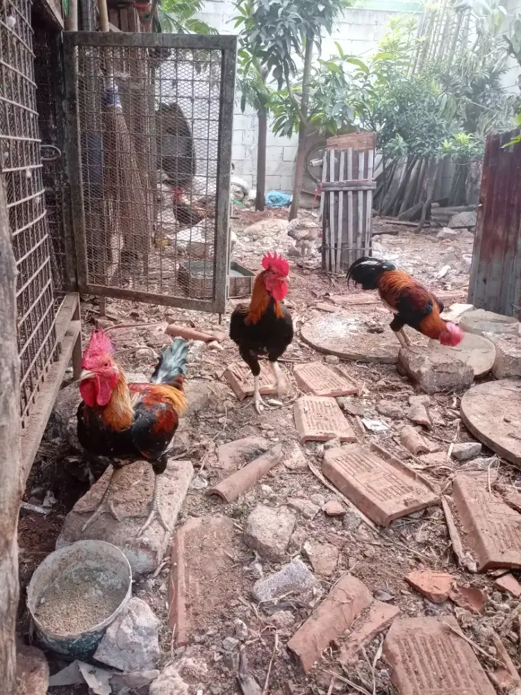 dijual ayam kampung dan entok