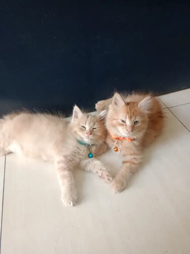 (DAPAT 2) Open adopt kucing Persia mix domestic Longhair kitten