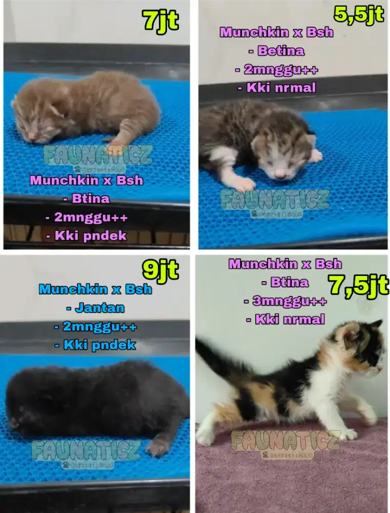 Kucing Munchkin x Bsh / British