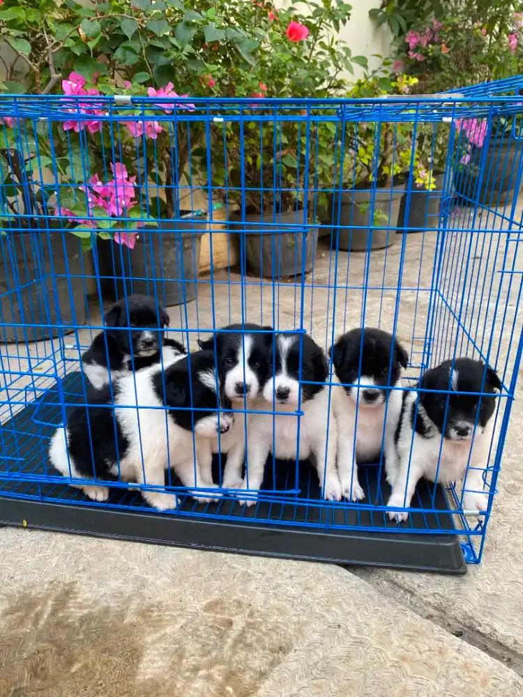 6 ekor puppys bordercollie