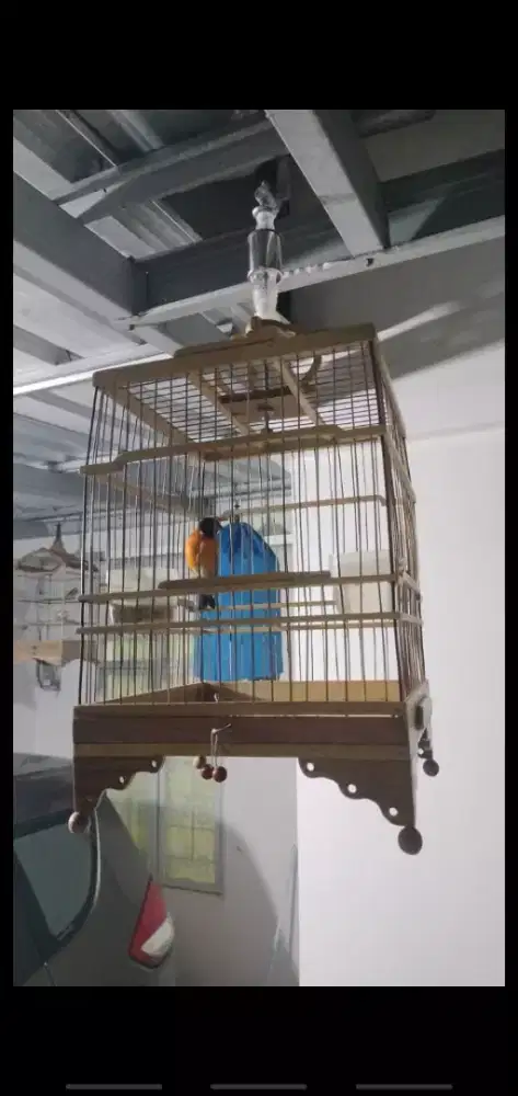 Red Siskin Jantan Gacor