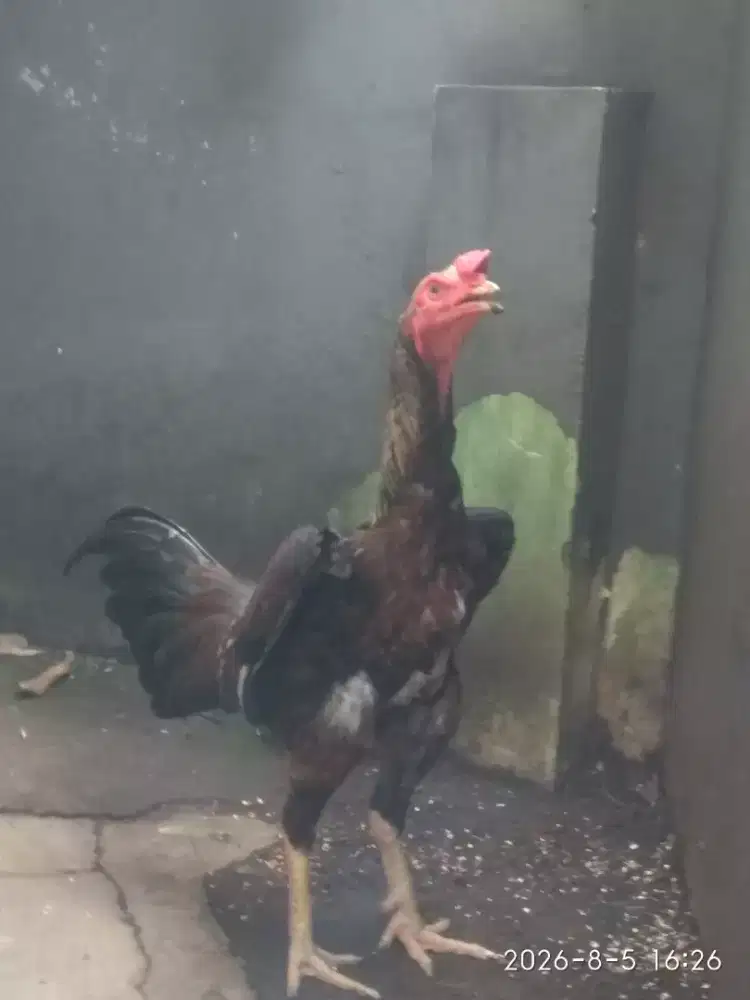 Ayam Bangkok Semi Bulby
