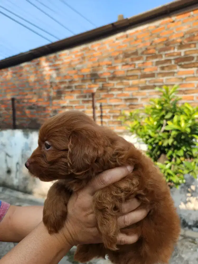 Mix poodle pom 1,5 bulan betina