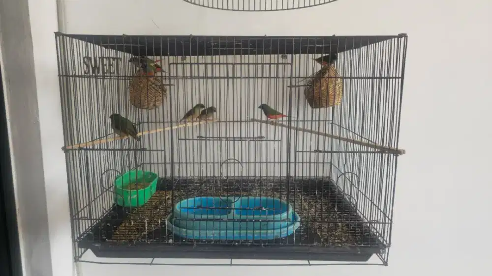Pipit tricolor pasangan