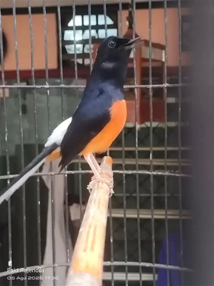 Murai batu gacor