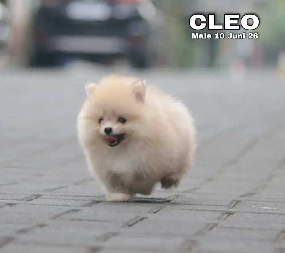 Minipom sable jantan •CLEO•
